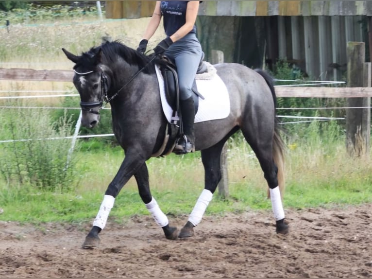 Connemara Giumenta 4 Anni 153 cm Grigio ferro in Wachtendonk