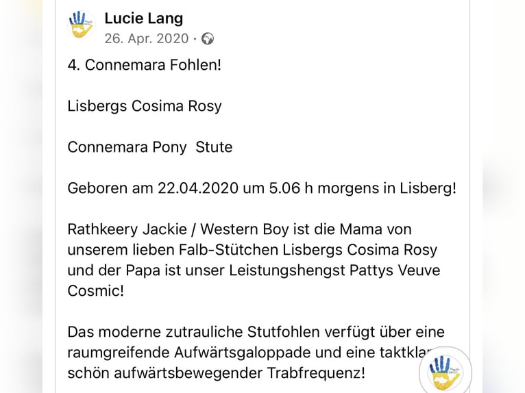 Connemara Giumenta 4 Anni 154 cm Falbo baio in Lisberg