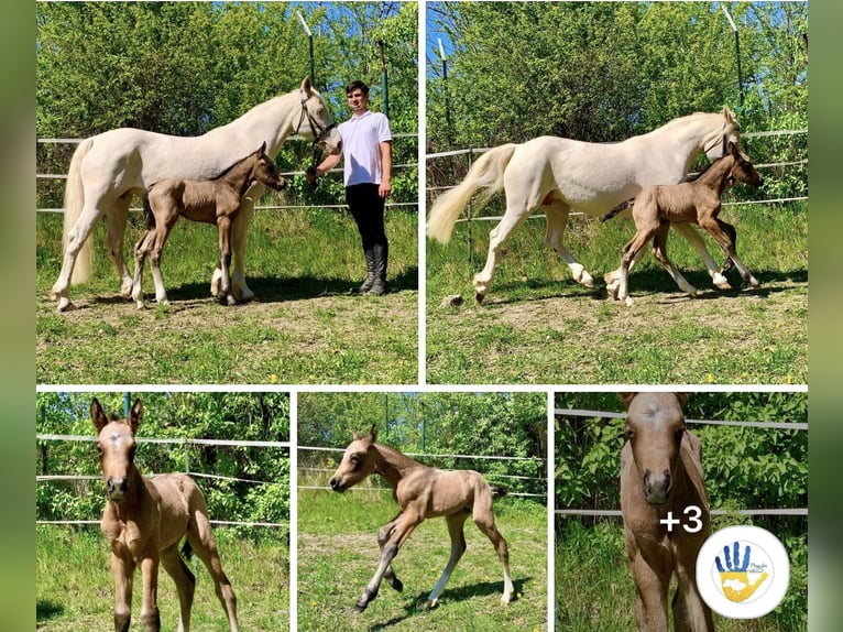 Connemara Giumenta 4 Anni 154 cm Falbo baio in Lisberg