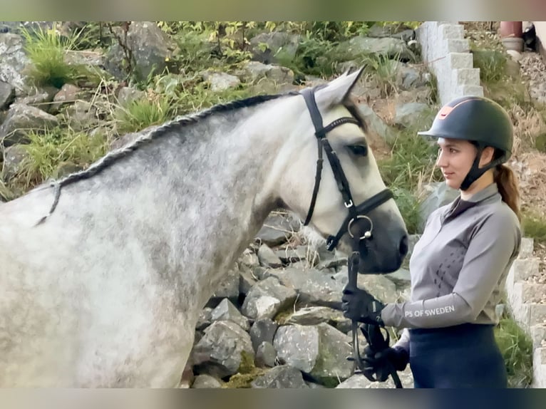 Connemara Giumenta 4 Anni 154 cm Falbo baio in Lisberg