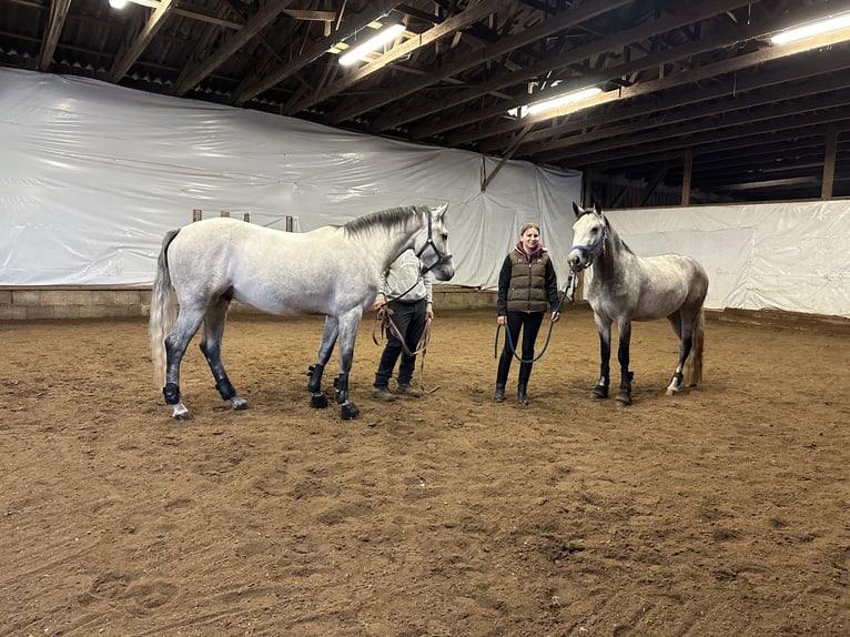 Connemara Giumenta 4 Anni 154 cm Falbo baio in Lisberg