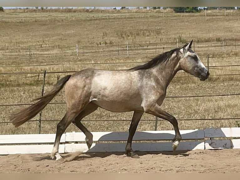 Connemara Giumenta 4 Anni 154 cm Falbo baio in Lisberg