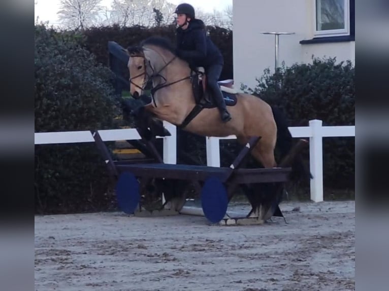 Connemara Giumenta 4 Anni 155 cm Falbo in Dublin