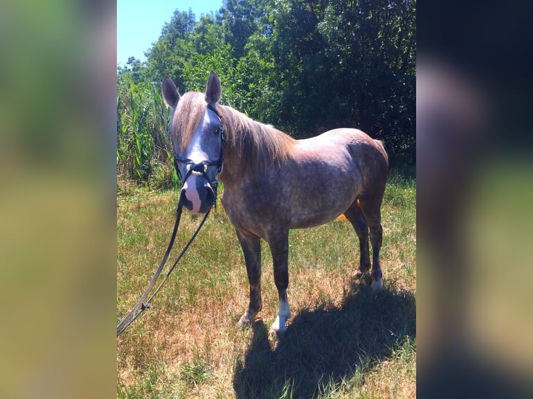 Connemara Giumenta 4 Anni 155 cm Grigio ferro in Budapest