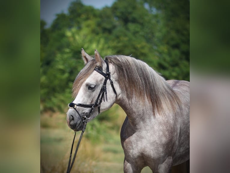 Connemara Giumenta 4 Anni 155 cm Grigio rossastro in Szarvas