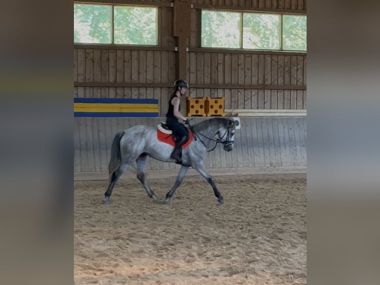 Connemara Giumenta 4 Anni 158 cm  in Wunsiedel