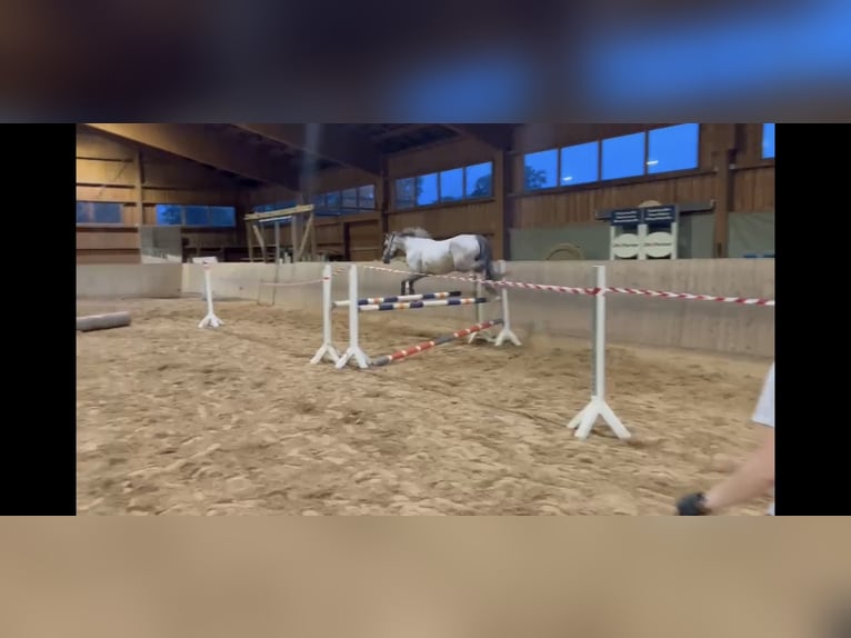 Connemara Giumenta 4 Anni 158 cm  in Kulmbach