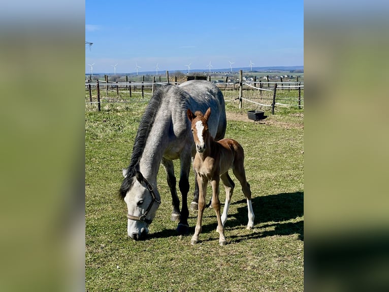 Connemara Giumenta 5 Anni 140 cm Grigio in Bastogne