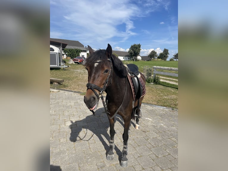 Connemara Giumenta 5 Anni 141 cm Baio scuro in Haselbach