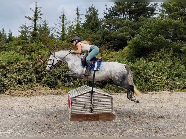 Connemara Giumenta 5 Anni 142 cm Grigio pezzato in Mountrath. Co. Laois