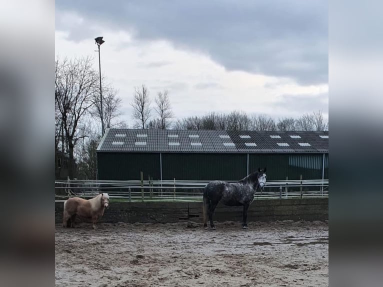 Connemara Mix Giumenta 5 Anni 143 cm Grigio pezzato in Vlaardingen