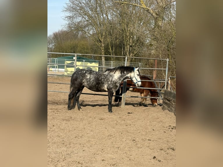 Connemara Mix Giumenta 5 Anni 143 cm Grigio pezzato in Vlaardingen