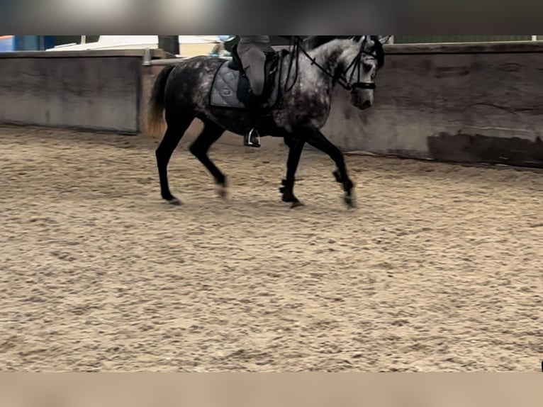 Connemara Mix Giumenta 5 Anni 143 cm Grigio pezzato in Vlaardingen