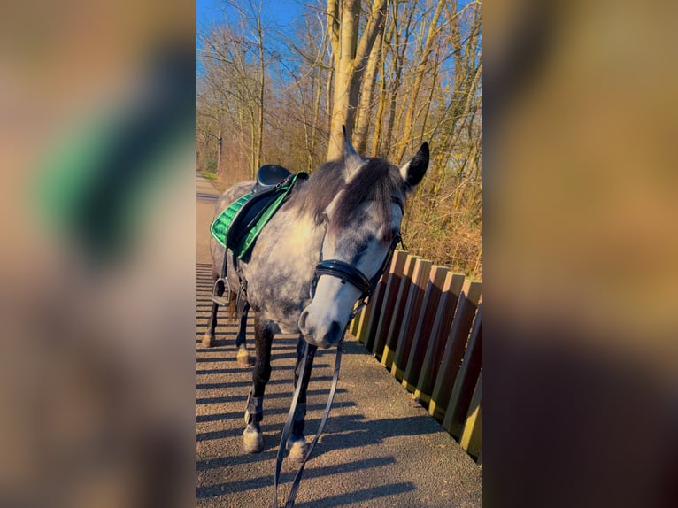 Connemara Mix Giumenta 5 Anni 143 cm Grigio pezzato in Vlaardingen