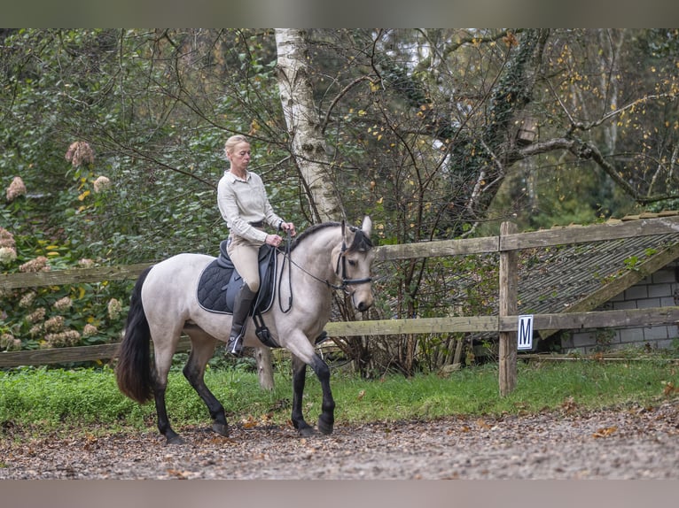 Connemara Giumenta 5 Anni 145 cm Falbo in Edewecht