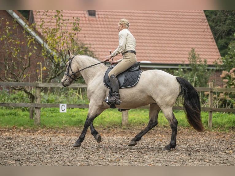 Connemara Giumenta 5 Anni 145 cm Falbo in Edewecht