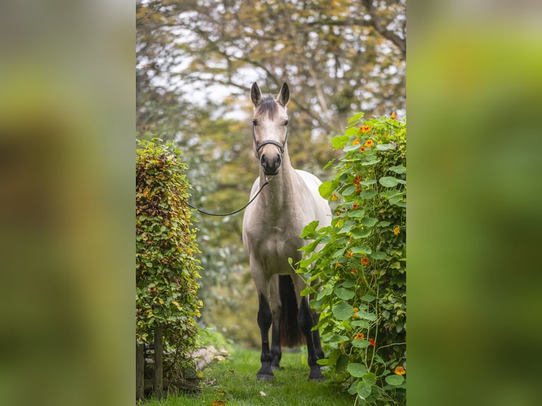 Connemara Giumenta 5 Anni 145 cm Falbo in Edewecht