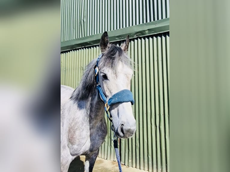 Connemara Giumenta 5 Anni 145 cm Grigio in Sligo
