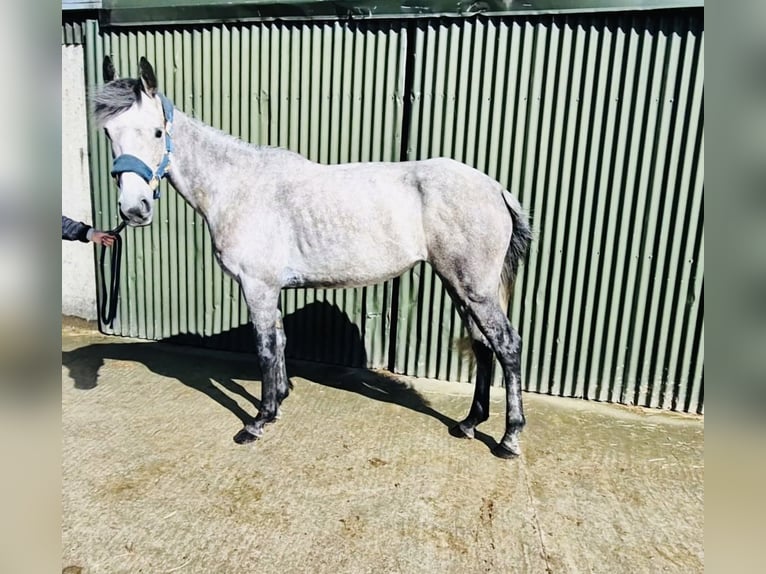 Connemara Giumenta 5 Anni 145 cm Grigio in Sligo