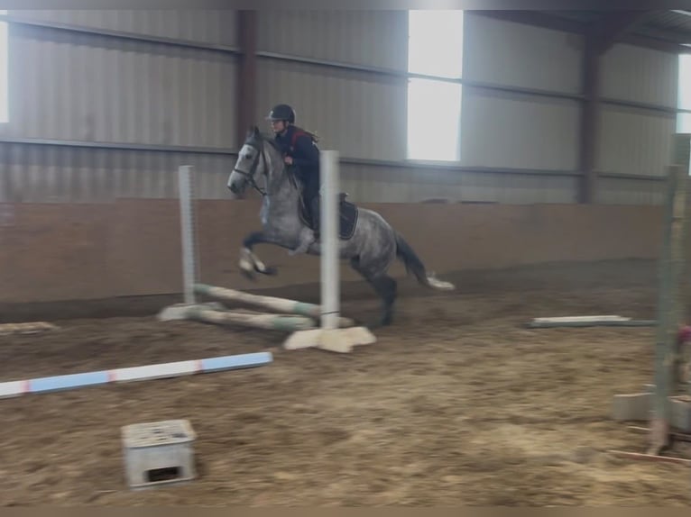 Connemara Giumenta 5 Anni 145 cm Grigio in Sligo