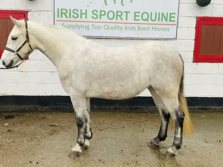 Connemara Giumenta 5 Anni 145 cm Grigio in Mountrath