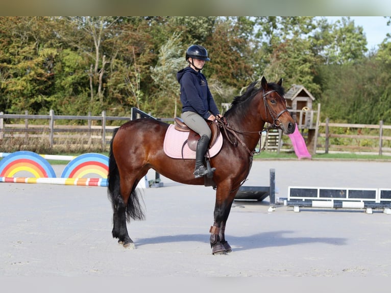 Connemara Giumenta 5 Anni 146 cm Baio in Bogaarden