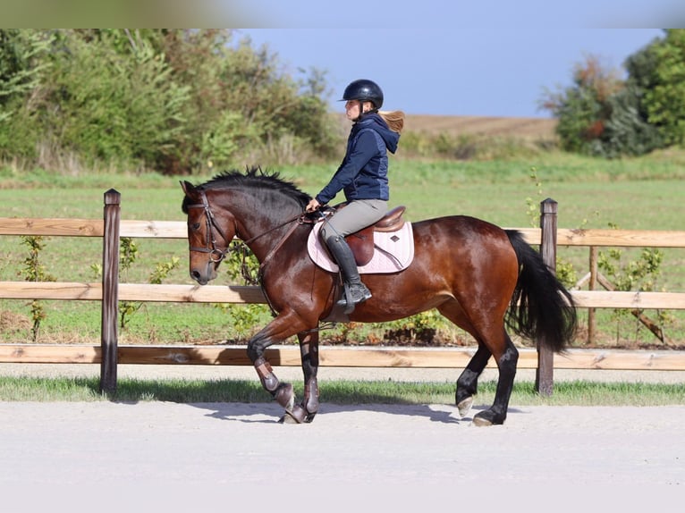 Connemara Giumenta 5 Anni 146 cm Baio in Bogaarden