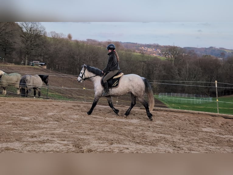 Connemara Giumenta 5 Anni 146 cm Grigio pezzato in Morsbach