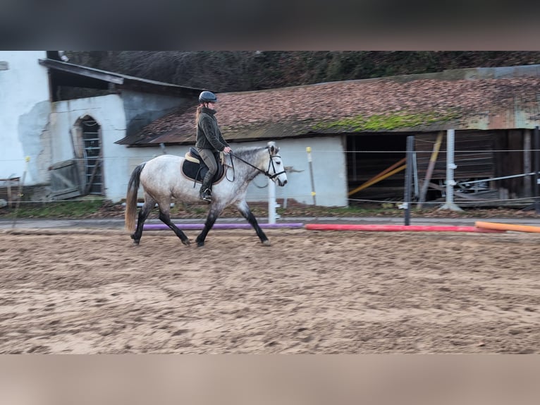 Connemara Giumenta 5 Anni 146 cm Grigio pezzato in Morsbach