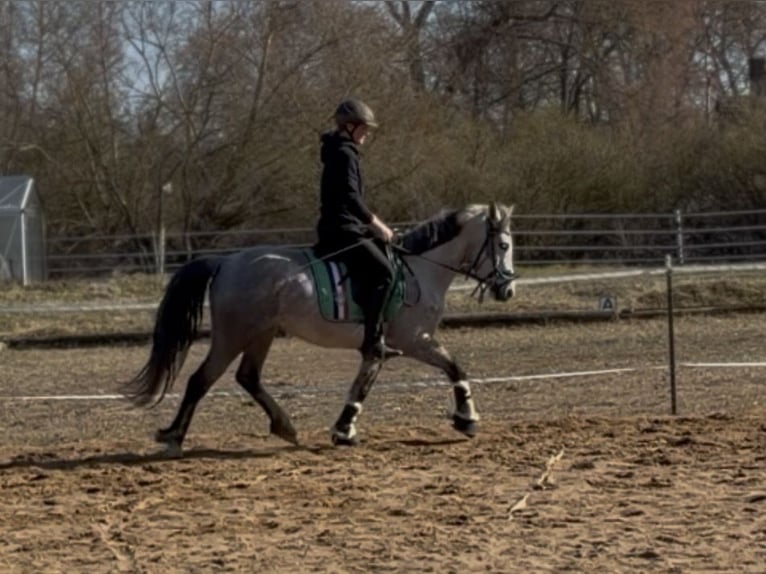 Connemara Giumenta 5 Anni 146 cm Grigio pezzato in Trebbin