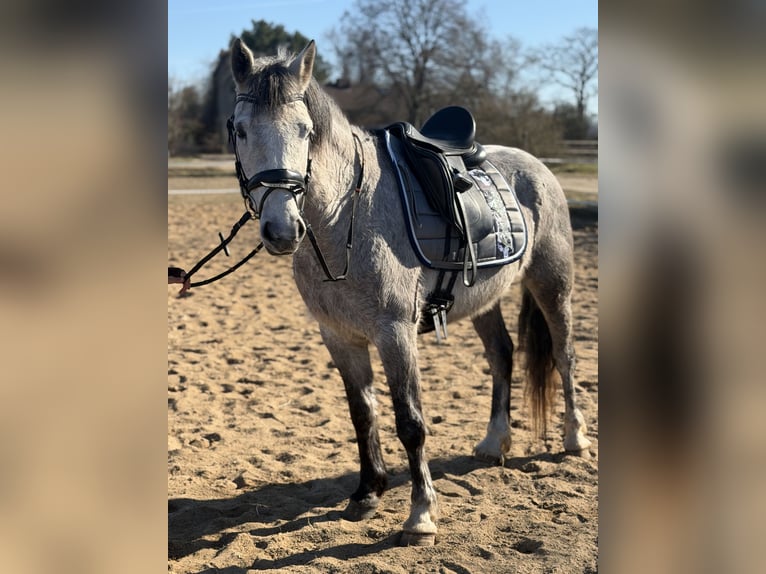 Connemara Giumenta 5 Anni 146 cm Grigio pezzato in Trebbin