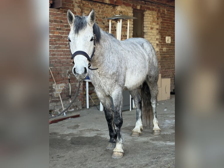 Connemara Giumenta 5 Anni 146 cm Grigio pezzato in Trebbin