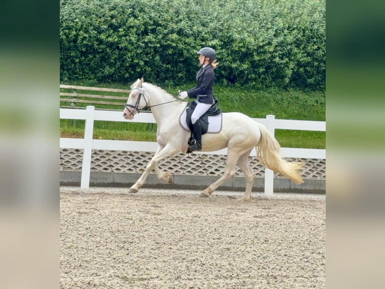 Connemara Giumenta 5 Anni 147 cm Cremello in Lisberg
