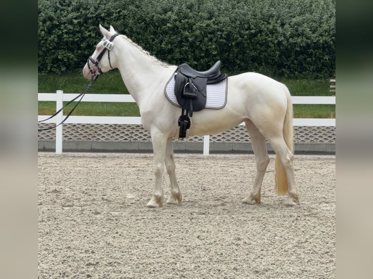 Connemara Giumenta 5 Anni 147 cm Cremello in Lisberg