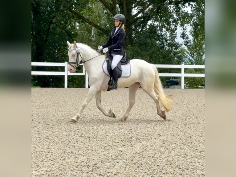 Connemara Giumenta 5 Anni 147 cm Cremello in Lisberg