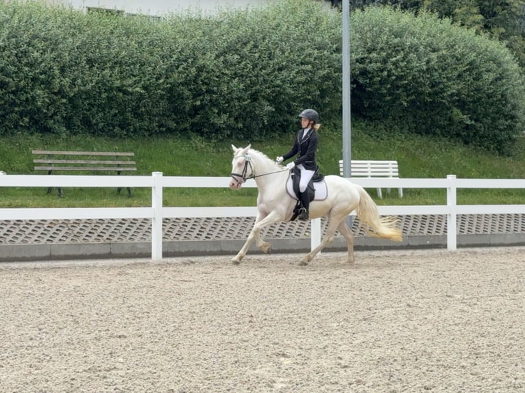 Connemara Giumenta 5 Anni 147 cm Cremello in Lisberg