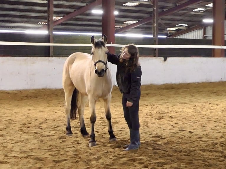 Connemara Giumenta 5 Anni 147 cm Falbo in Mountrath