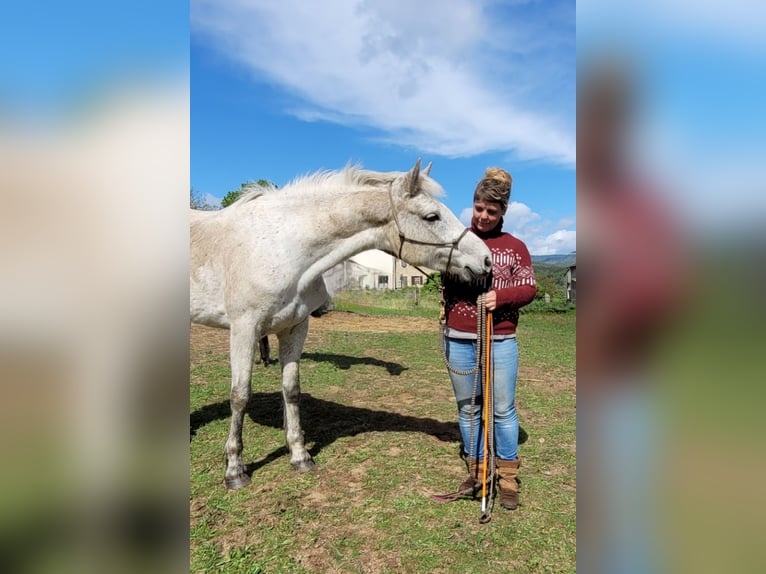 Connemara Giumenta 5 Anni 147 cm Grigio in Saint Julien du Serre