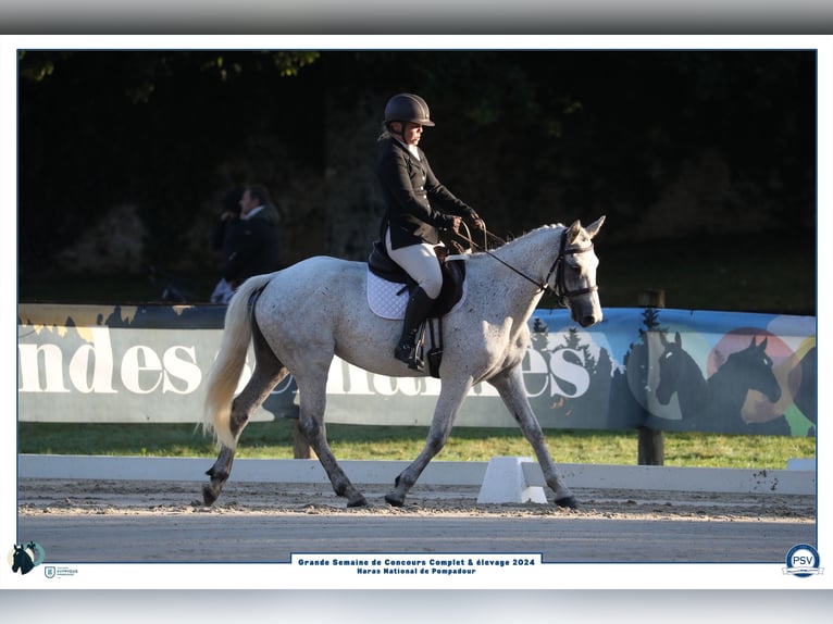 Connemara Giumenta 5 Anni 147 cm Grigio in Saint Julien du Serre