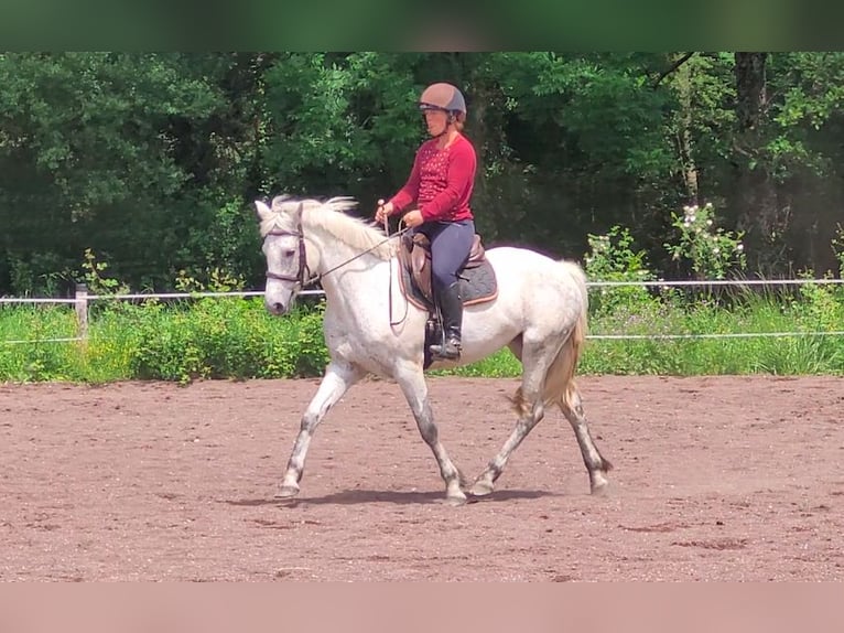 Connemara Giumenta 5 Anni 147 cm Grigio in Saint Julien du Serre