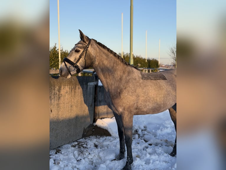 Connemara Giumenta 5 Anni 147 cm Grigio in Utrecht
