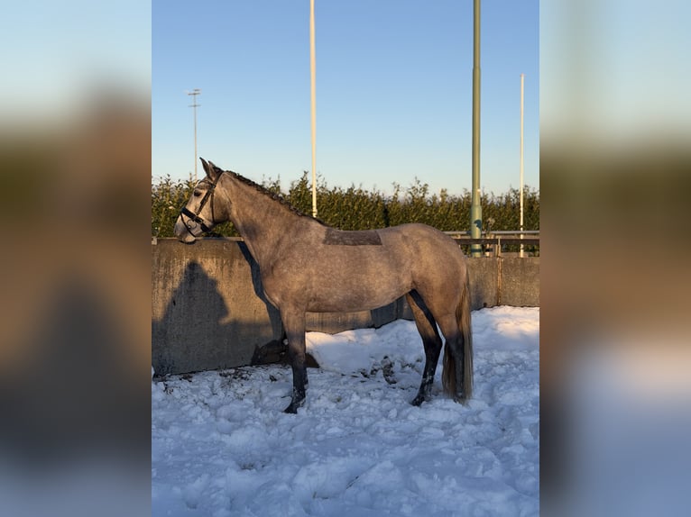 Connemara Giumenta 5 Anni 147 cm Grigio in Utrecht