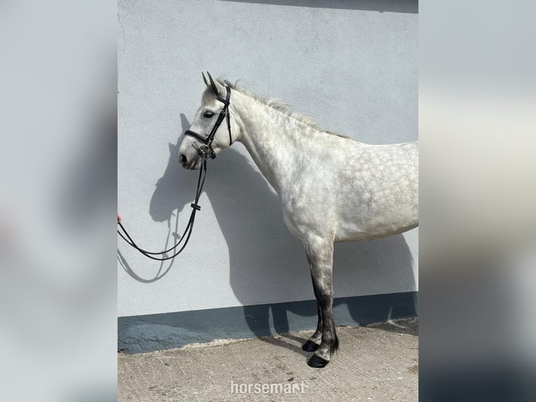 Connemara Giumenta 5 Anni 147 cm Grigio in Sligo