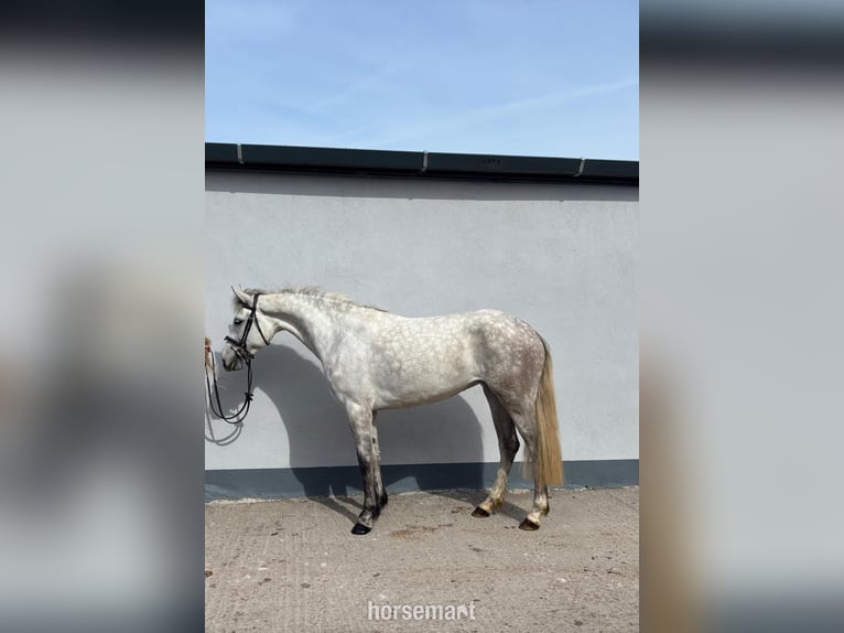 Connemara Giumenta 5 Anni 147 cm Grigio in Sligo