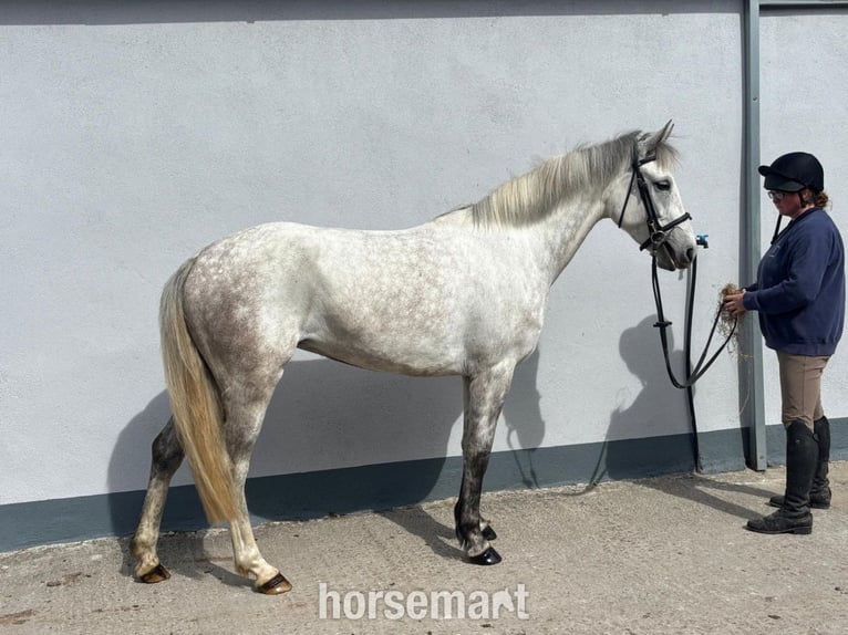 Connemara Giumenta 5 Anni 147 cm Grigio in Sligo