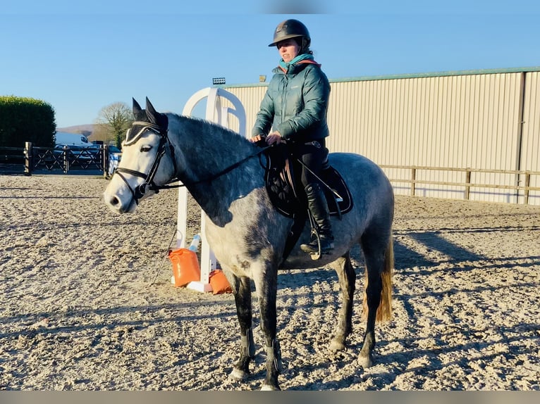 Connemara Giumenta 5 Anni 147 cm Grigio in Mountrath