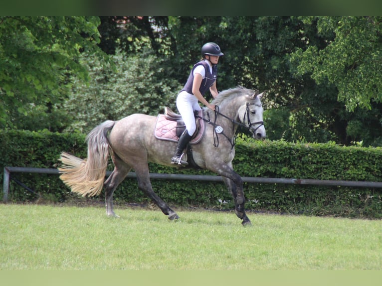 Connemara Giumenta 5 Anni 147 cm Grigio pezzato in Dinkelsbühl