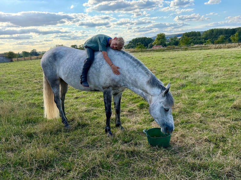 Connemara Giumenta 5 Anni 148 cm Grigio in ronse