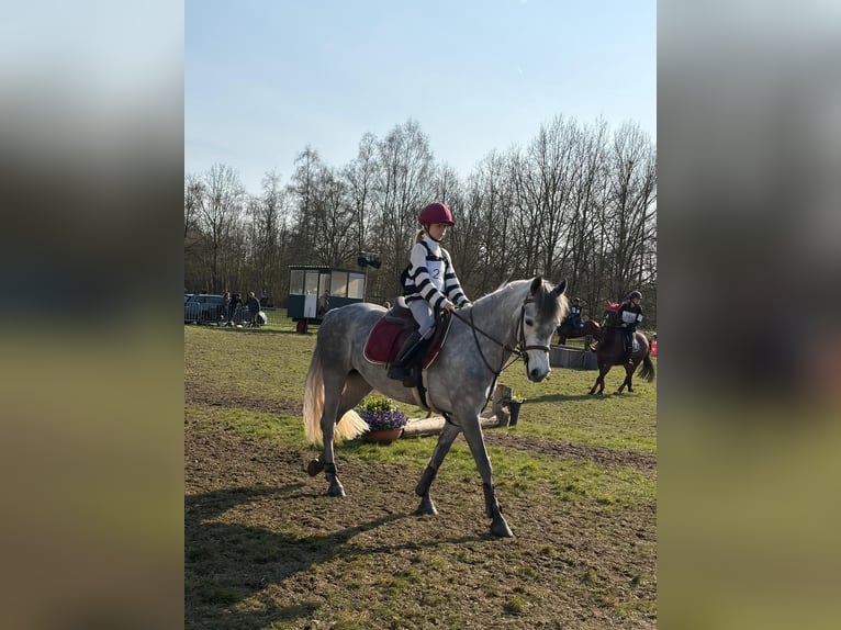 Connemara Giumenta 5 Anni 148 cm Grigio in ronse