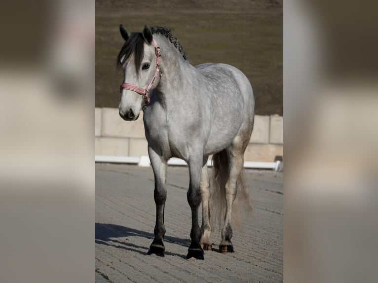 Connemara Mix Giumenta 5 Anni 148 cm Grigio ferro in Nettersheim